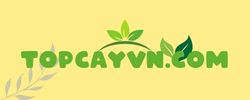 topcayvn.com